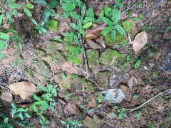 C1710411 Kok Kabal Romeas 5.jpg