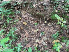 C1710411 Kok Kabal Romeas 6.jpg