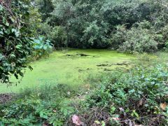 C1710411 Kok Kabal Romeas 3.jpg